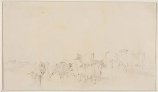 Sketch of cattle