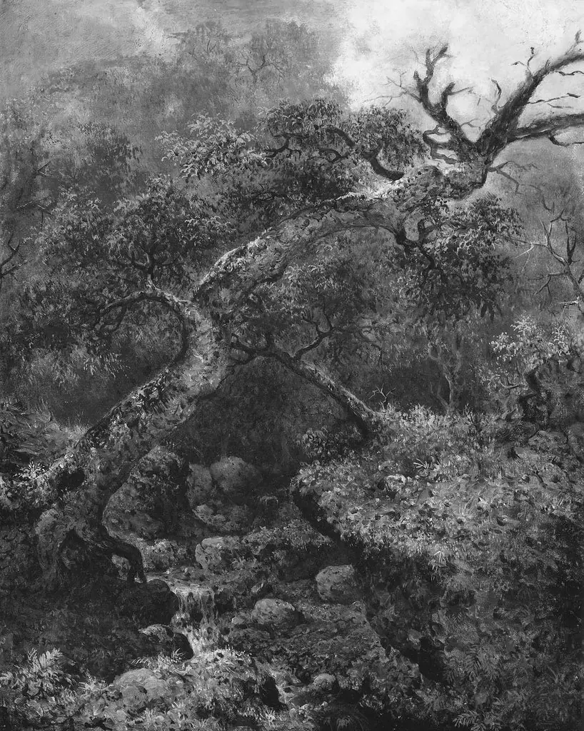 Woodland Sketch