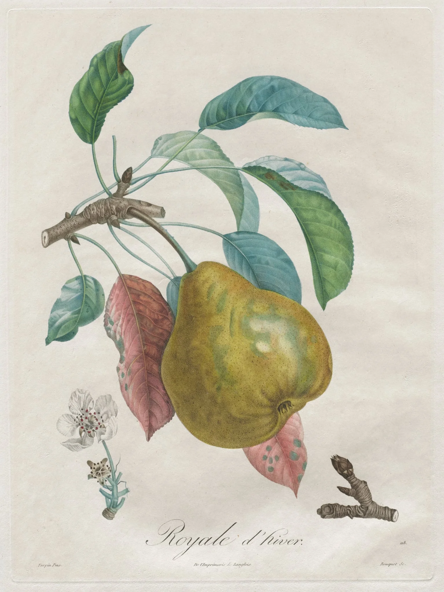 Traité des arbres fruitiers:  Royal d'hiver