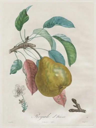 Traité des arbres fruitiers:  Royal d'hiver