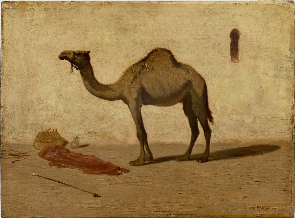 Camel