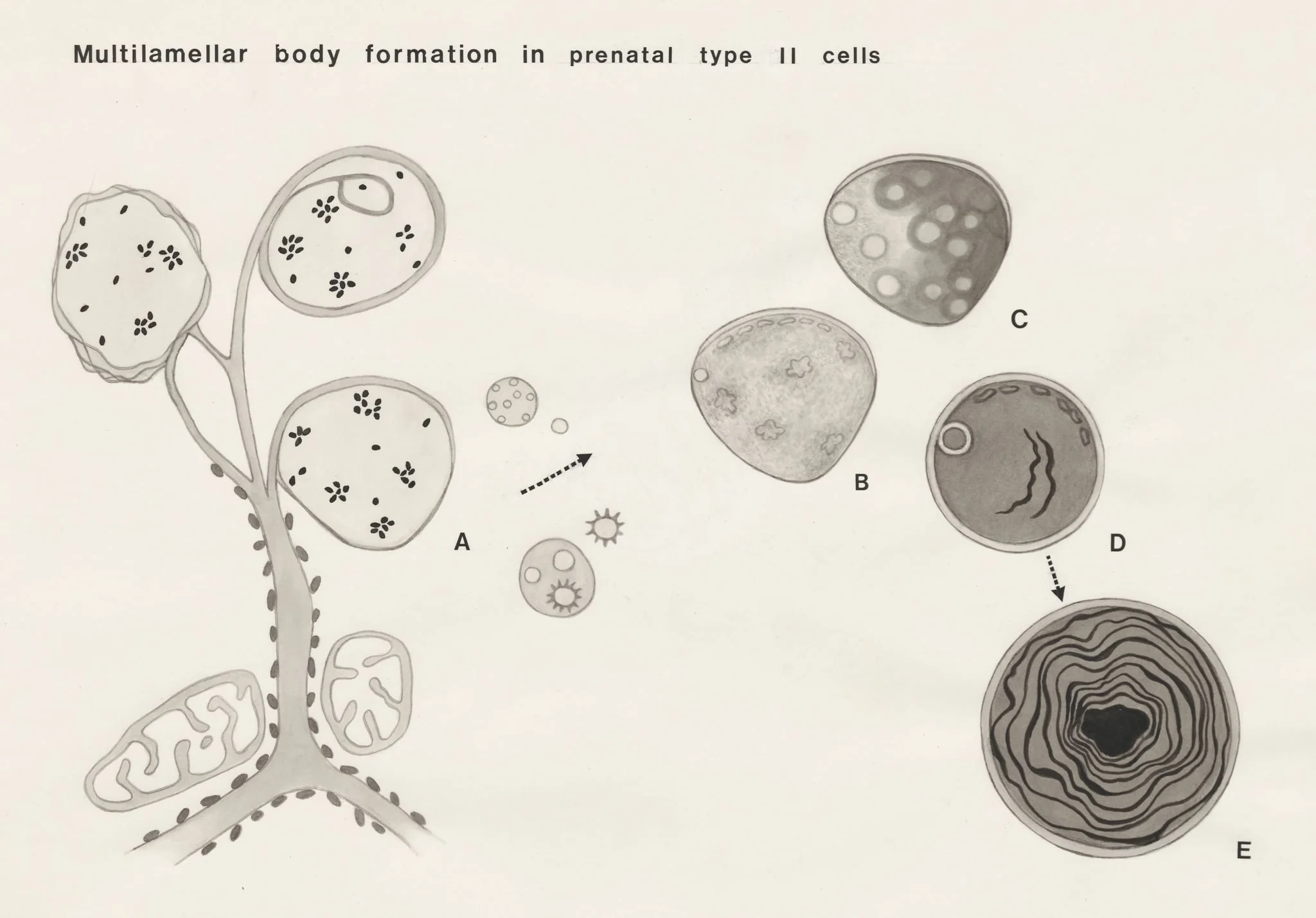 Multilamellar body formation in prenatal type II cells, by Unknown, 1970