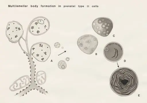Multilamellar body formation in prenatal type II cells