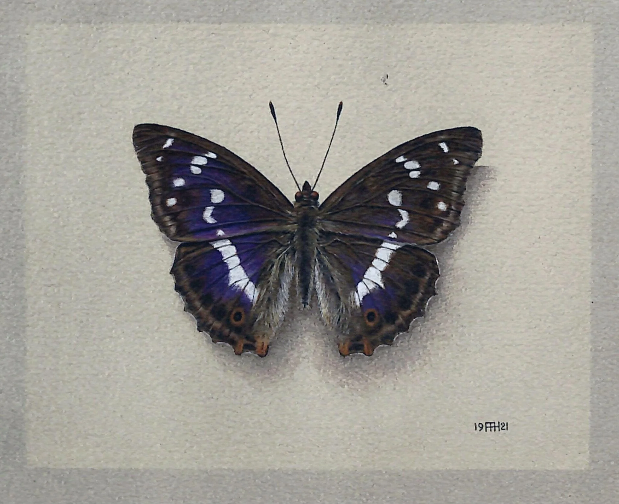 The Purple Emperor Butterfly, by Arthur A. Haserick, watercolor, 1921