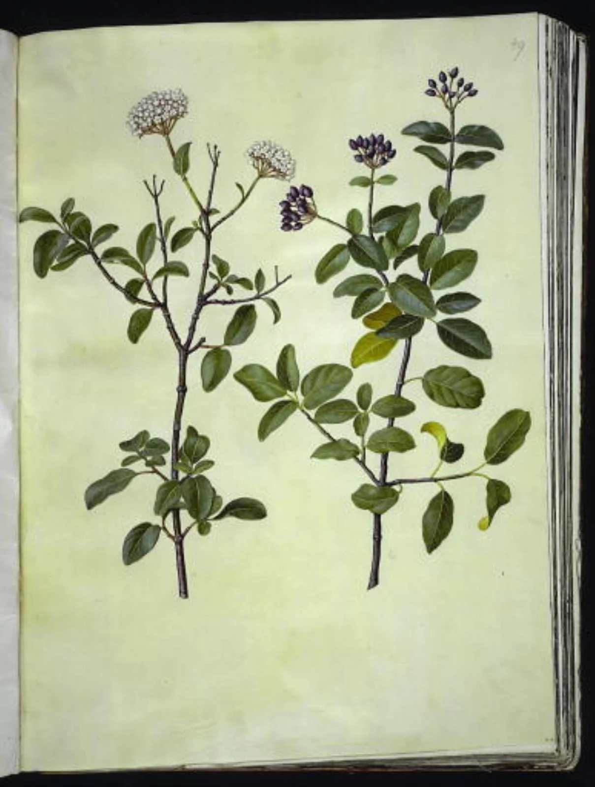 Viburnum tinus (vinter-snebolle), by Unknown, unspecified, 1654