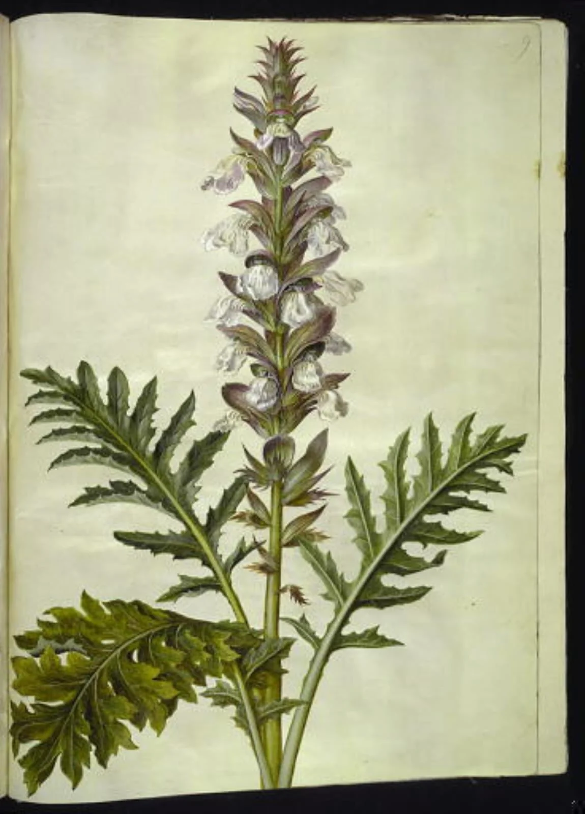 Acanthus hungaricus (ungarsk akantus), by Unknown, unspecified, 1654