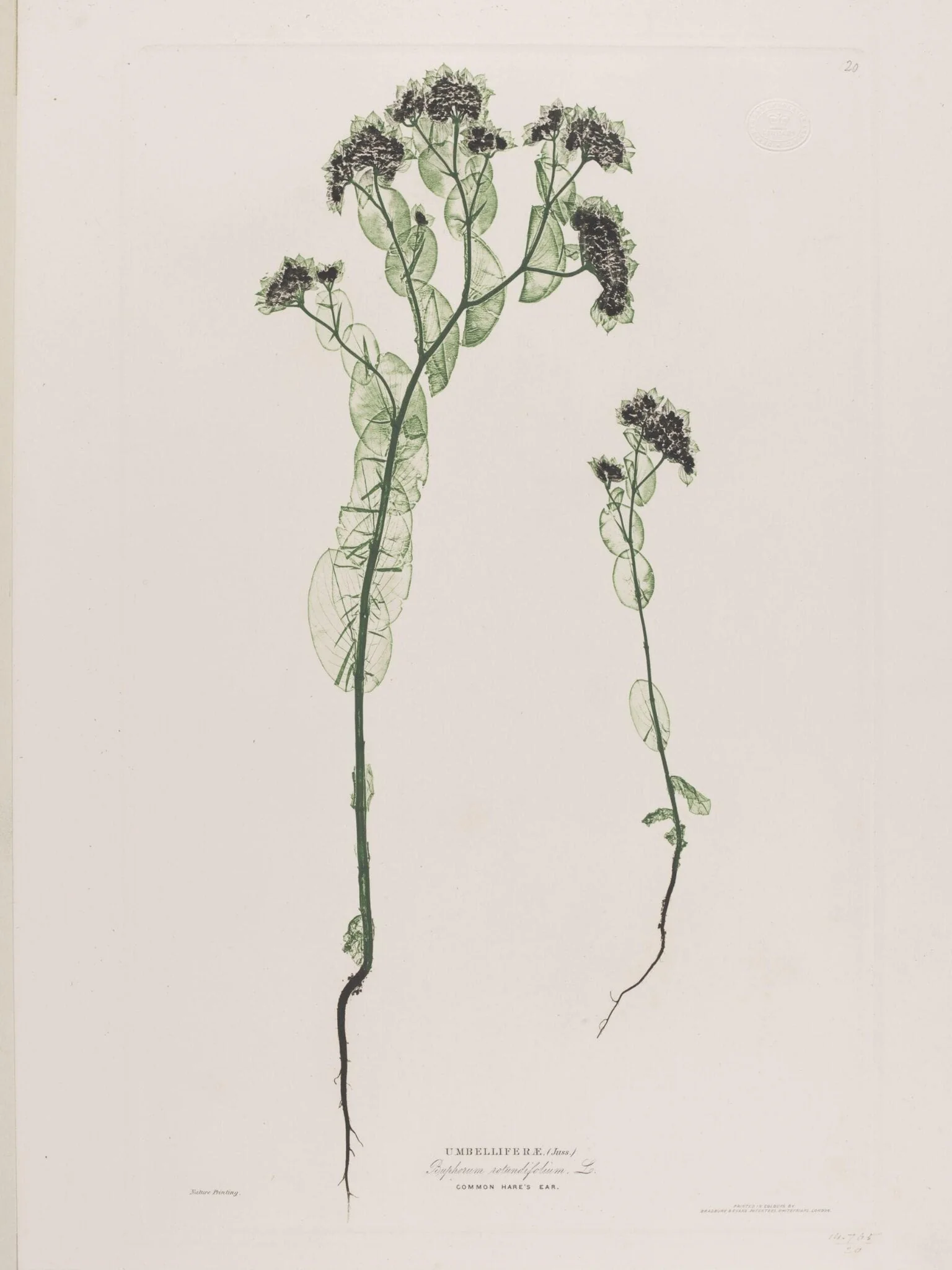 Umbelliferae (Buphorum rotundifolium, Lo.)