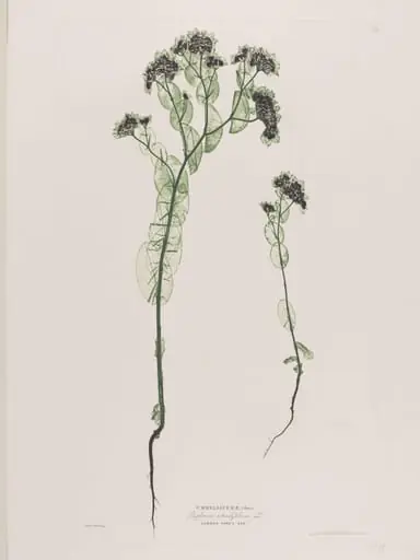 Umbelliferae (Buphorum rotundifolium, Lo.)