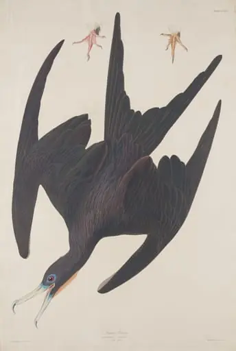 Frigate Pelican