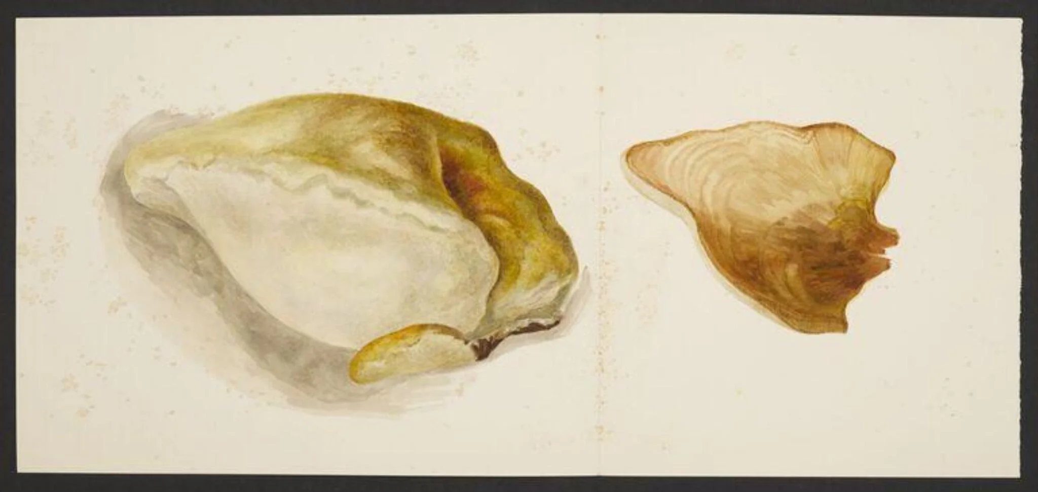 Bracket fungus; a section of oak tree polypore, by Beatrix Potter, watercolor, 1894