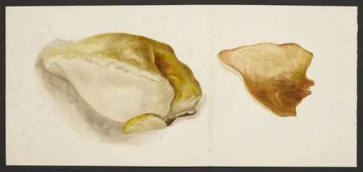 Bracket fungus; a section of oak tree polypore
