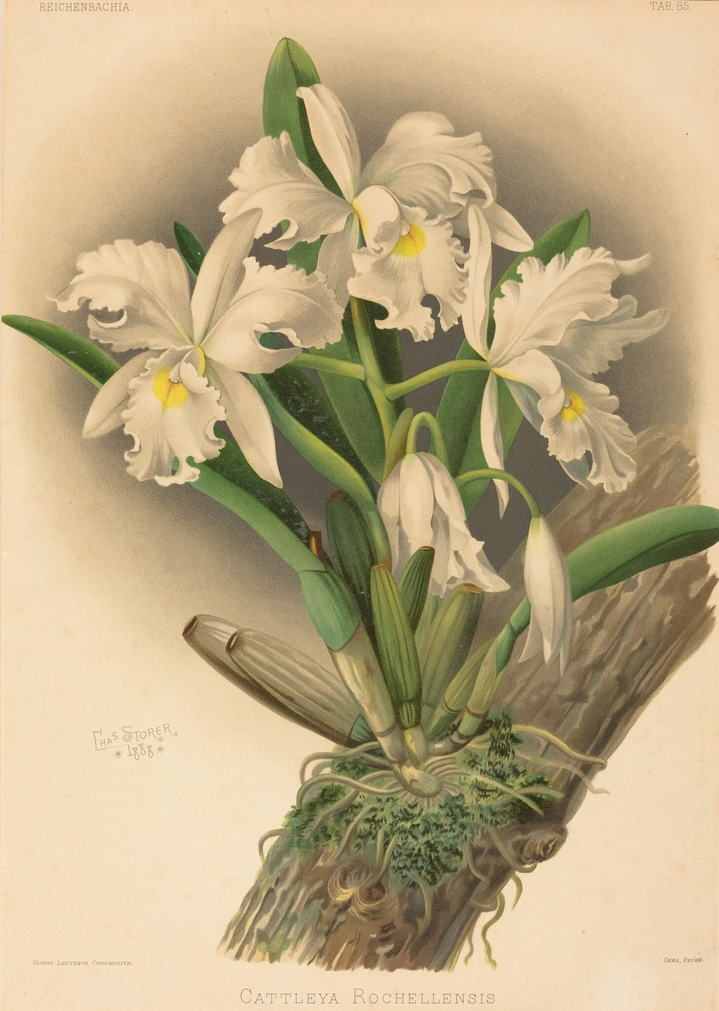 Cattleya Rochellensis, by Gustav Leutzsch, ink, 1840