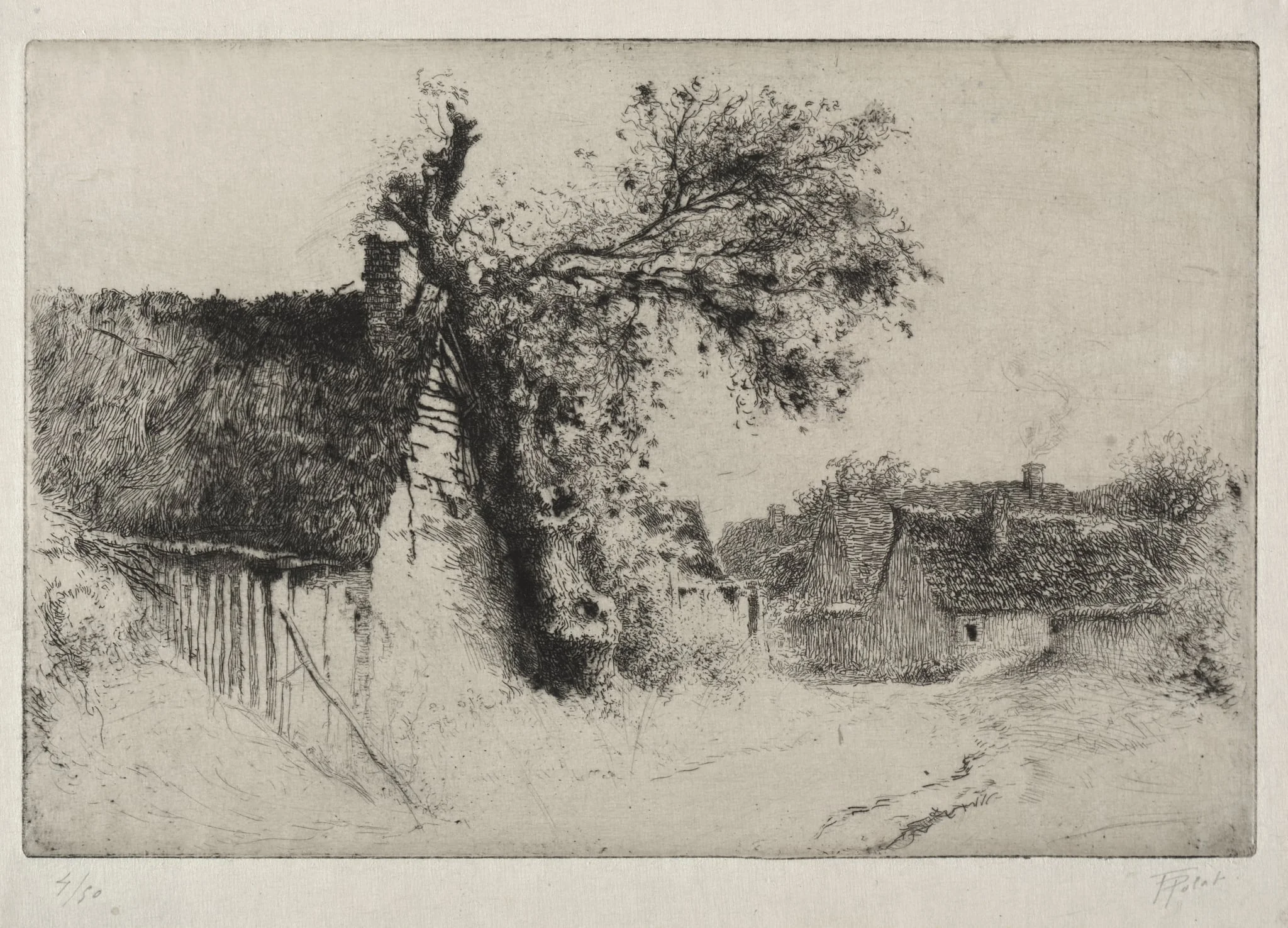 The Old Elm Tree