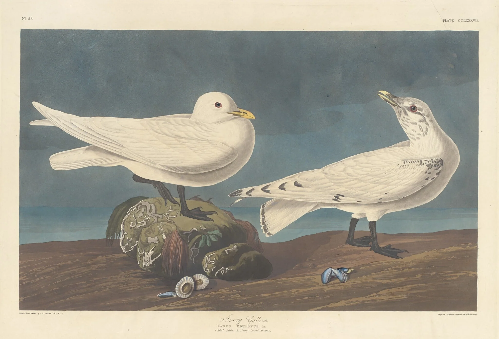 Ivory Gull