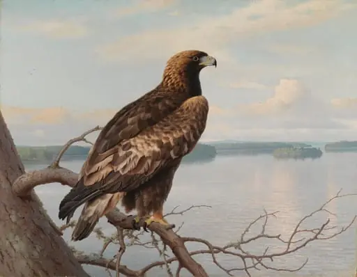 Kotka järven rannalla