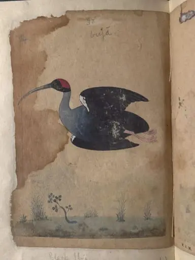 Depictions of a Domestic goose and Black ibis inocotis, of Northern India