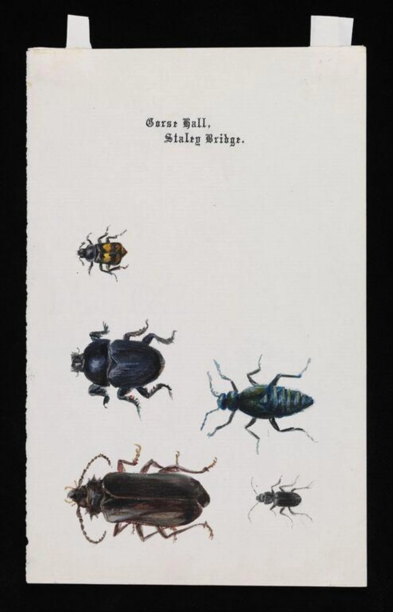 Five beetles, by Beatrix Potter, watercolor, 1884