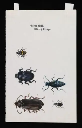 Five beetles