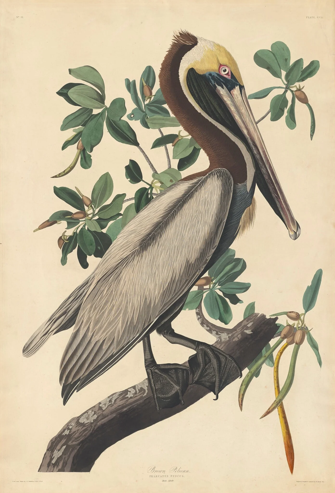 Brown Pelican, by Robert Havell Jr., ink, 1835
