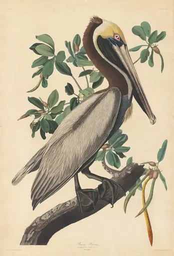 Brown Pelican
