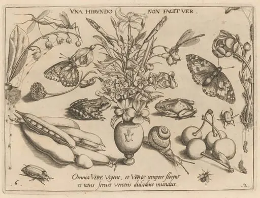 Archetypa studiaque patris Georgii Hoefnagelii [Part 2, Plate 6]