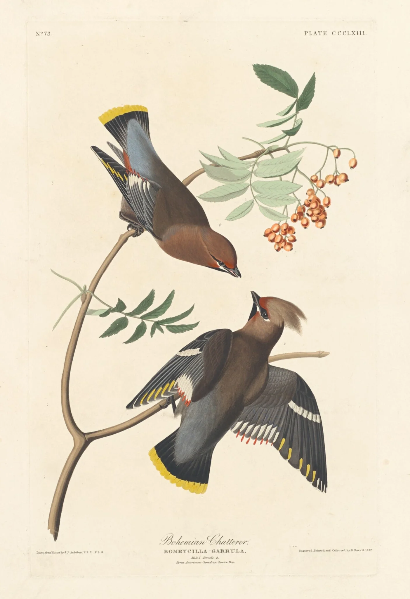 Bohemian Chatterer, by Robert Havell Jr., ink, 1837