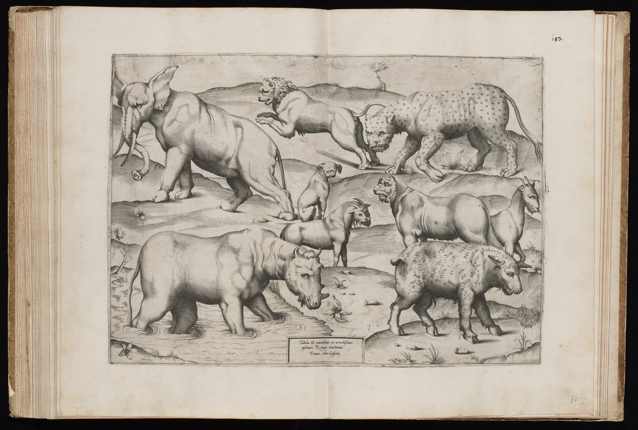 Animals from an Ancient Wall Painting [Table II], by Italian 16th Century, ink, 1547