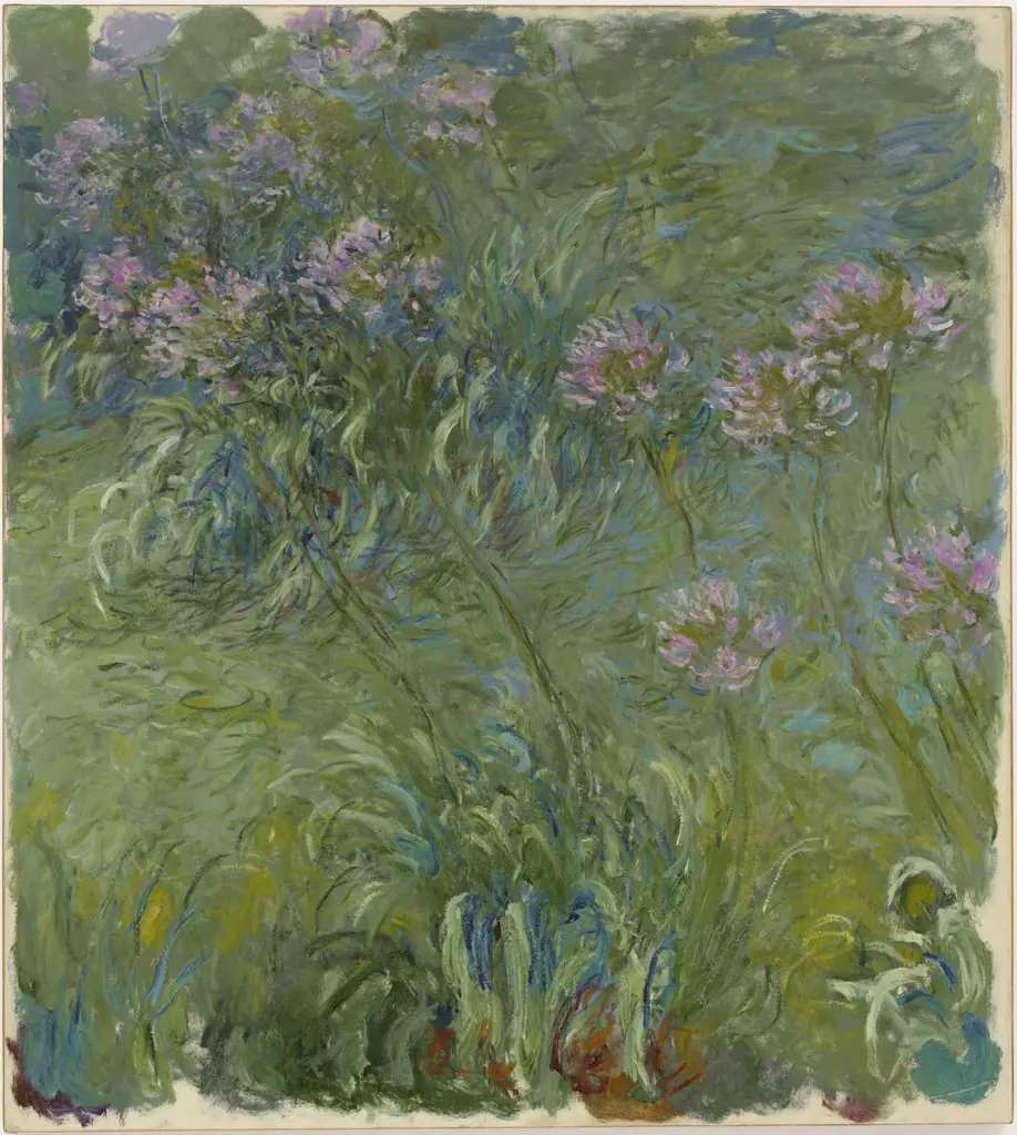 Agapanthus