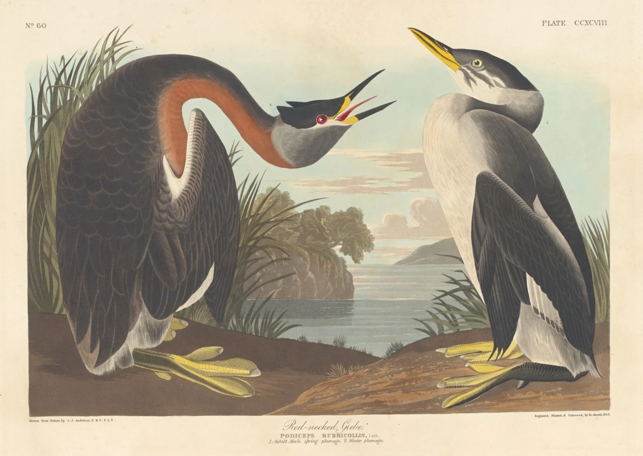 Red-necked Grebe