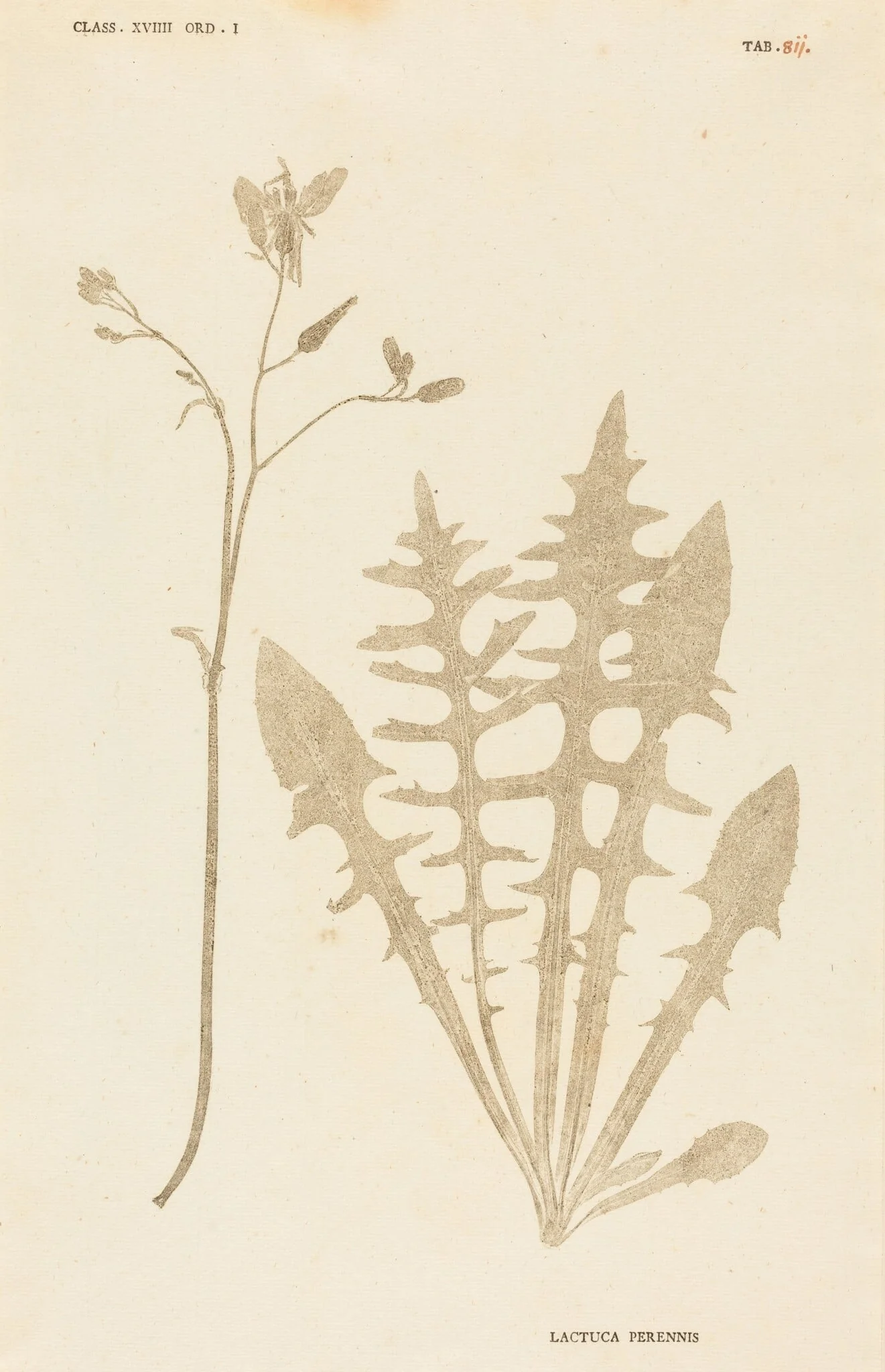 Lactuca Perennis
