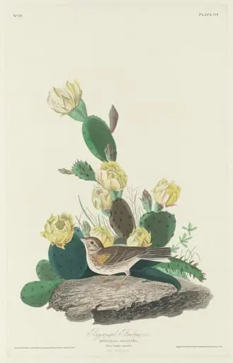 Bay-winged Bunting