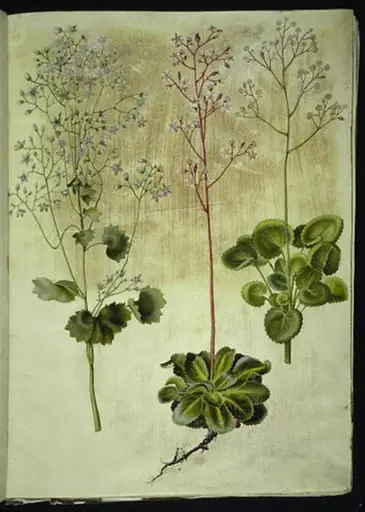 Saxifraga rotundifolia (rundbladet stenbræk); Saxifraga umbrosa (skygge-stenbræk); Saxifraga geum (porcelænsblomst)