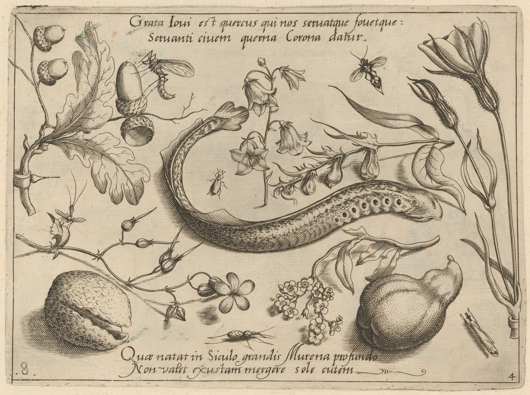 Archetypa studiaque patris Georgii Hoefnagelii [Part 4, Plate 8], by Jacob Hoefnagel, ink, 1592