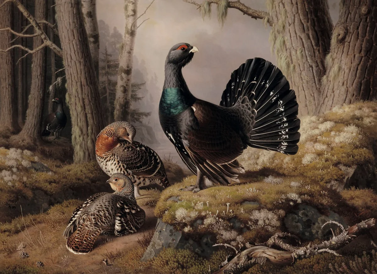 Metsoja soitimella, by Ferdinand von Wright, unspecified