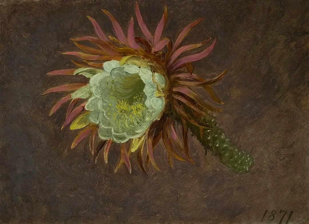 Study of a Night-Blooming Cereus, by Martin Johnson Heade, unspecified, 1871