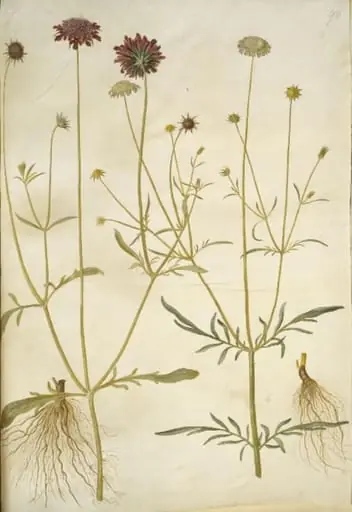 Scabiosa atropurpurea (enkeblomst); Scabiosa columbaria (due-skabiose)