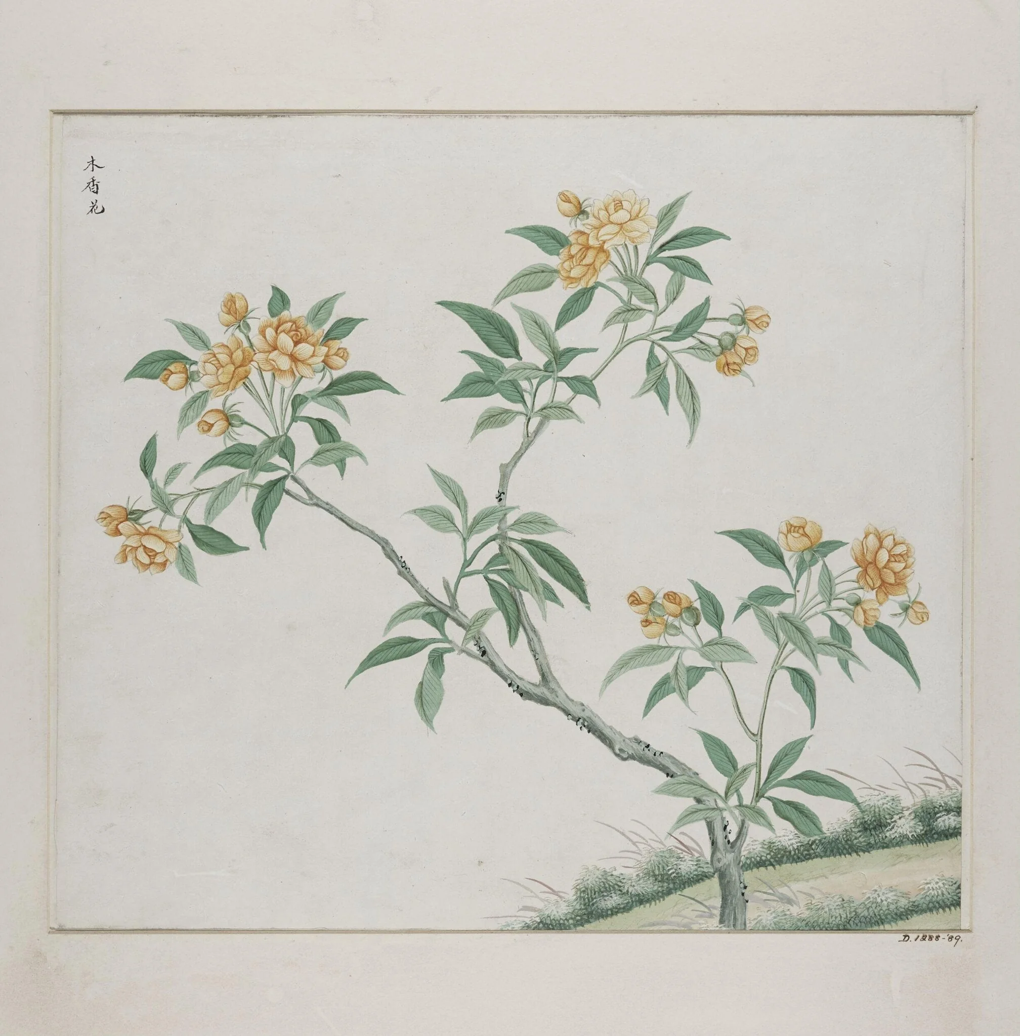 Mu xiang hua, by Unknown, paint, 1780