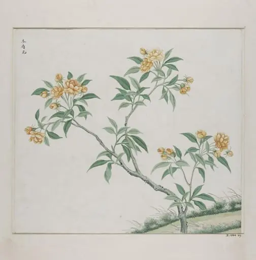 Mu xiang hua
