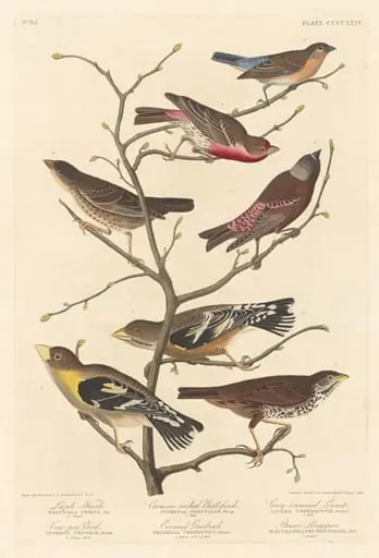 Lazuli Finch