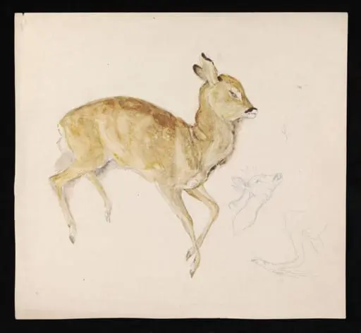 A dead fawn