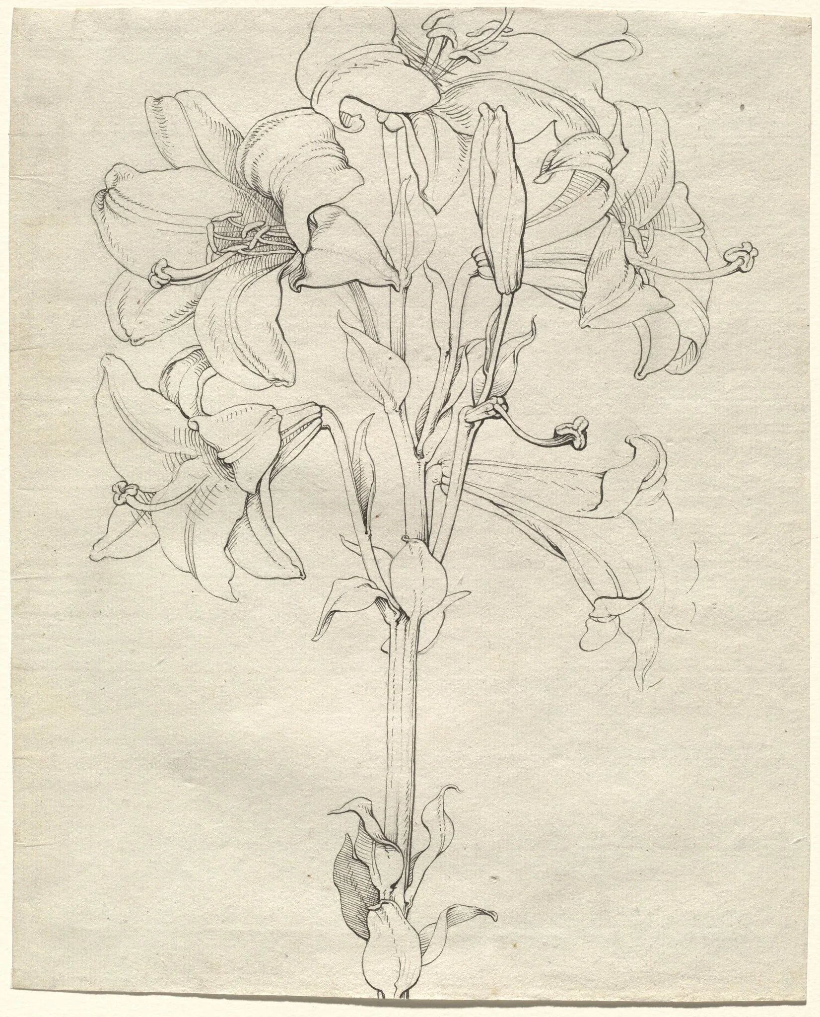 A Stalk of Lilies with Six Blooms, by Philipp Otto Runge, ink, 1808