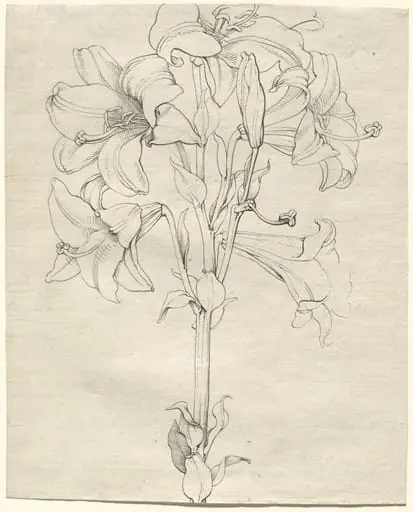 A Stalk of Lilies with Six Blooms