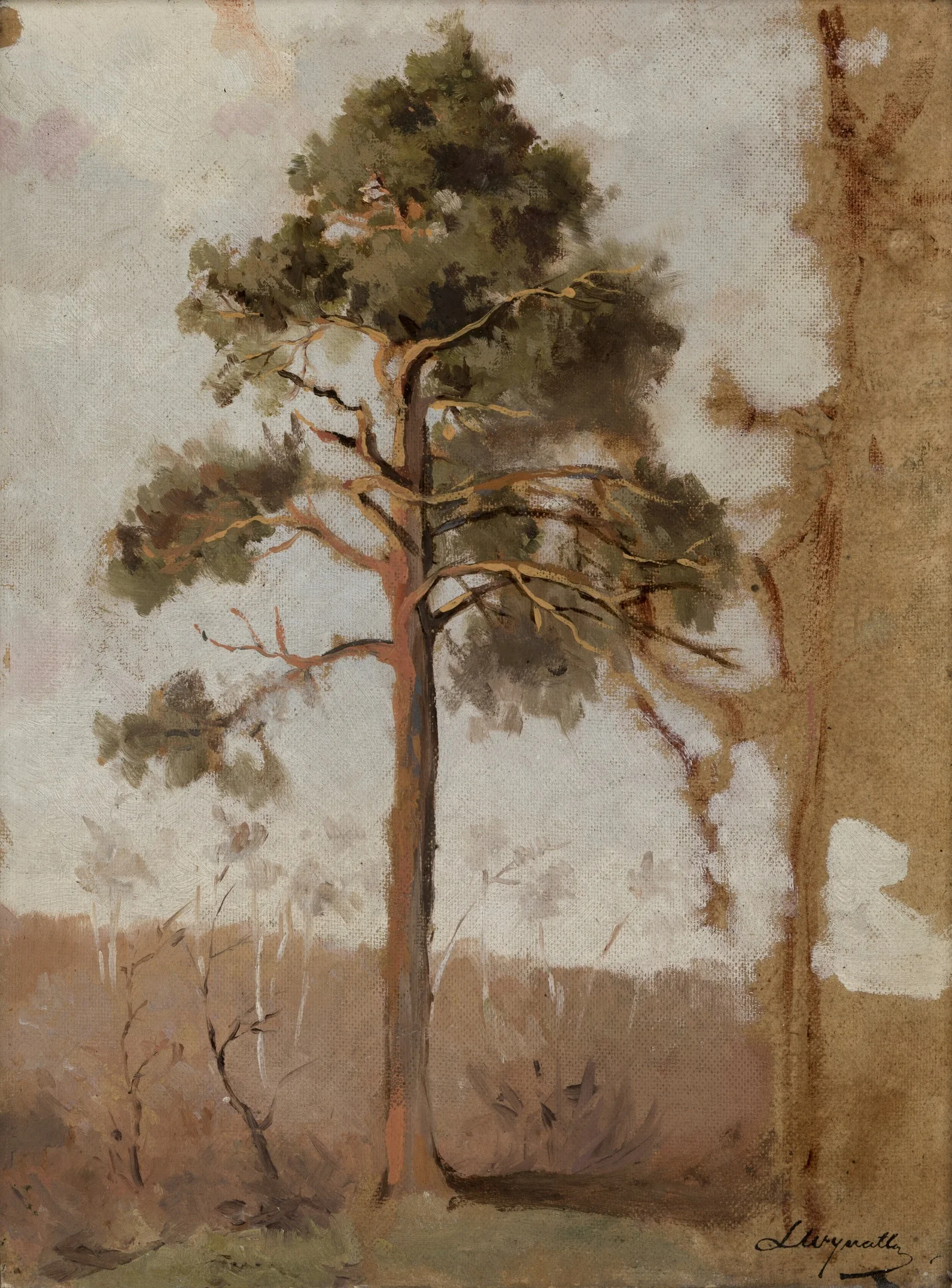 Pines at Połąga