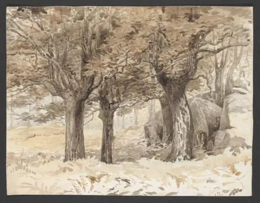 Forest scene with bracken and boulders