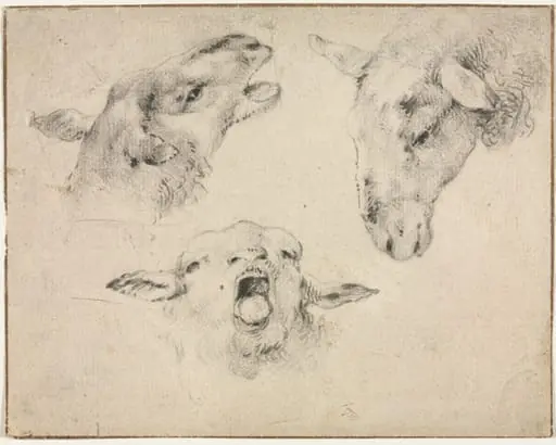 Sheep Heads