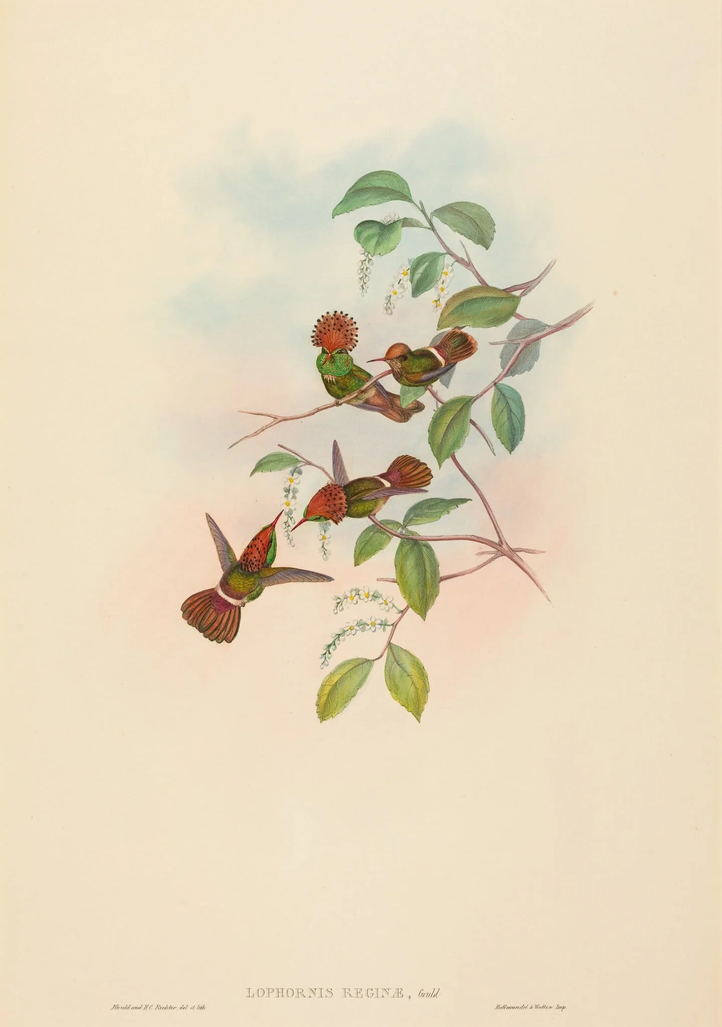 Lophornas reginae (Spangled Coquette), by John Gould, ink, 1842
