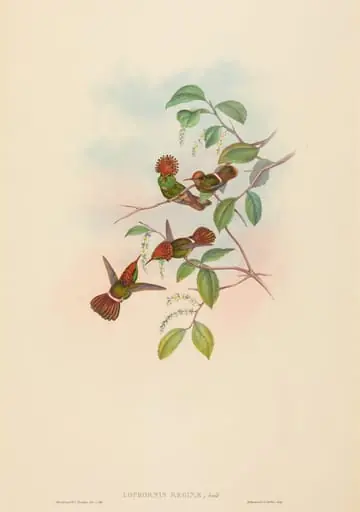 Lophornas reginae (Spangled Coquette)