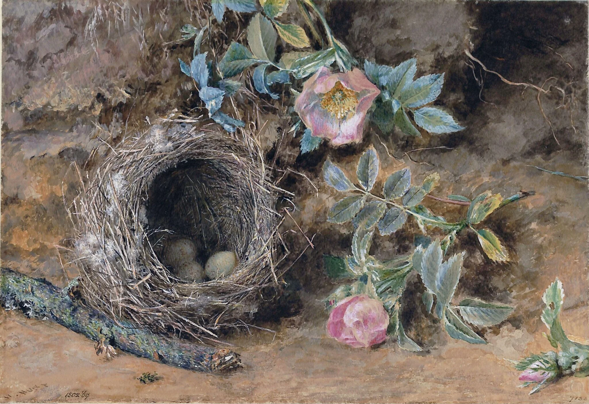 Wild Roses and Bird's Nest