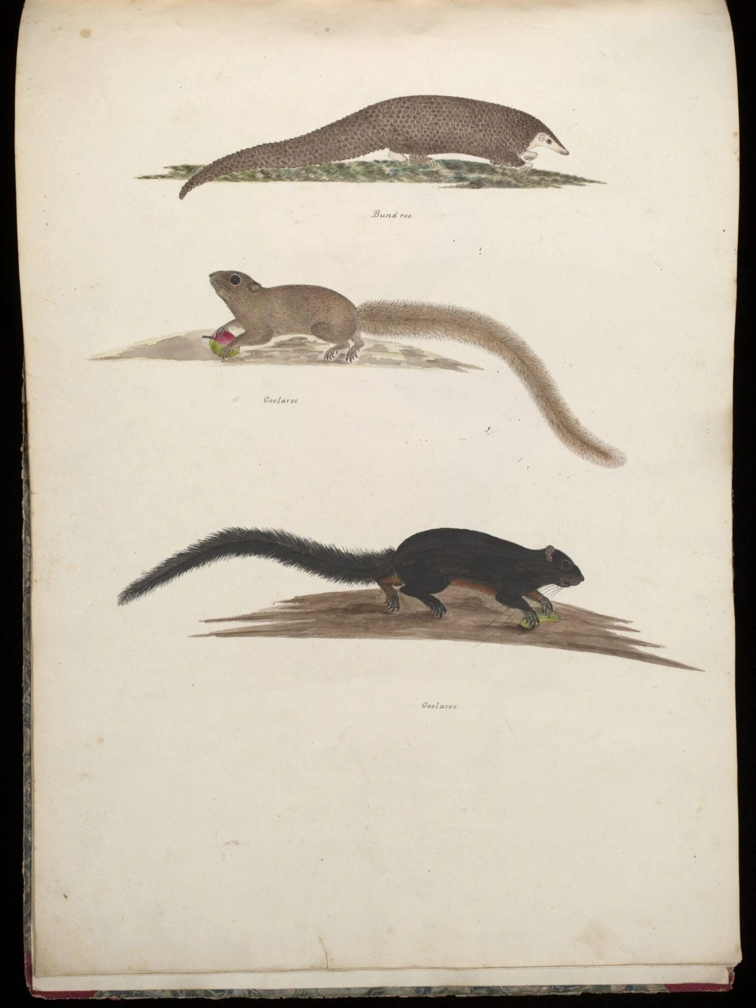 Three animals, by Unknown, paint, 1826