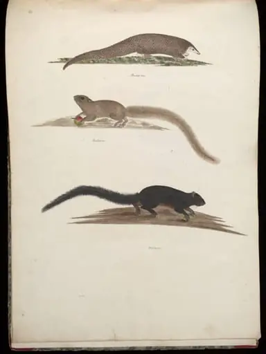 Three animals
